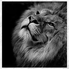 Feline Lion Tawny African Zoo Canvas 20  X 20  