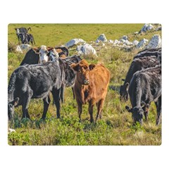Cows At Countryside, Maldonado Department, Uruguay Double Sided Flano Blanket (large) 