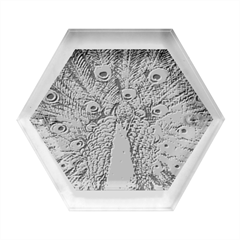 Peacock-feathers2 Hexagon Wood Jewelry Box