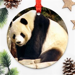 Giant Panda National Zoo Round Ornament (two Sides)